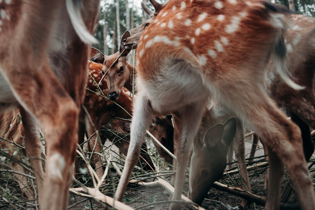 wildlife conservation camera